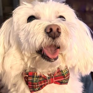 Meet your Posher, Lily